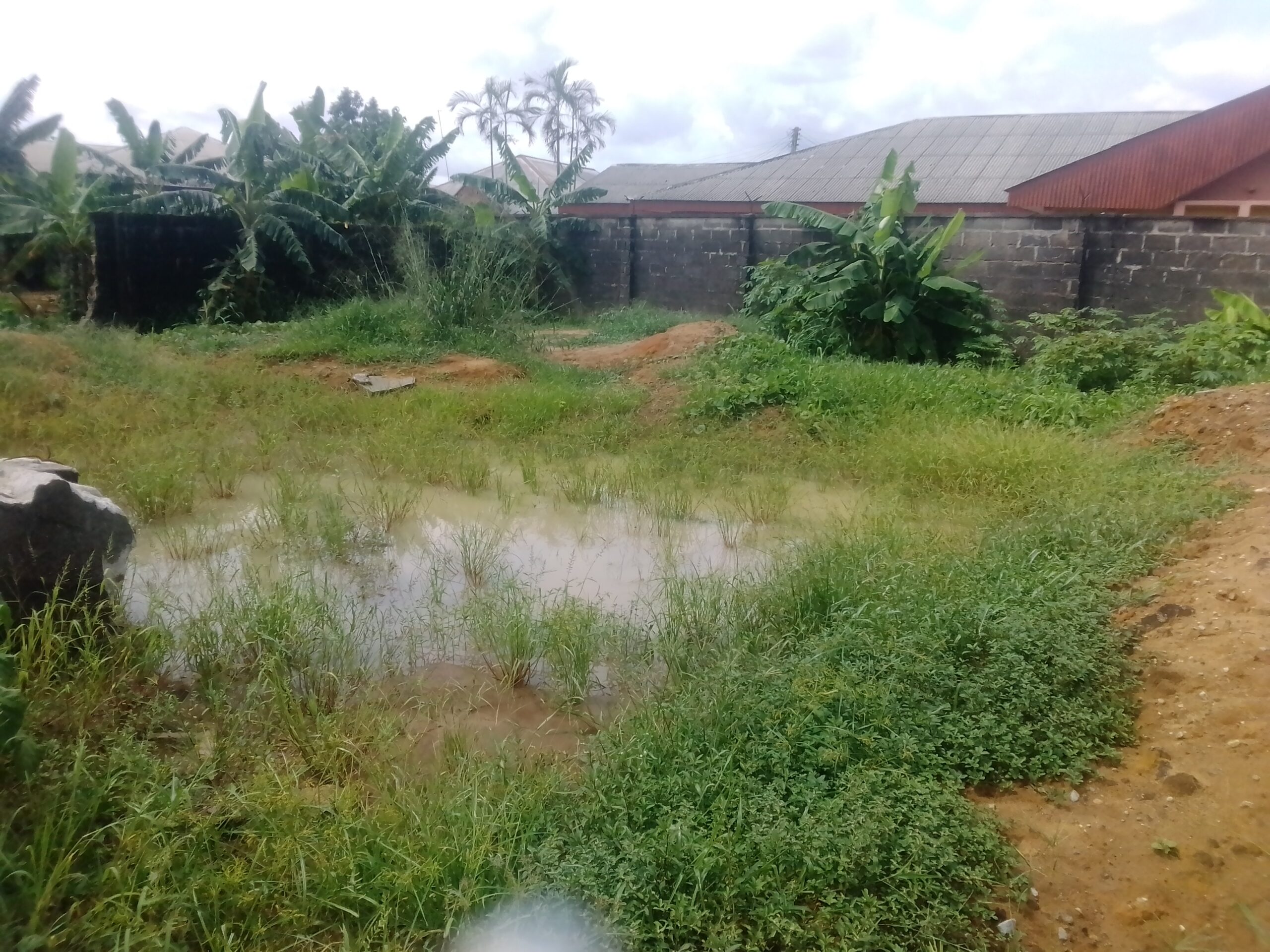Efu Idia farm the popular waterleaf farm in Idua